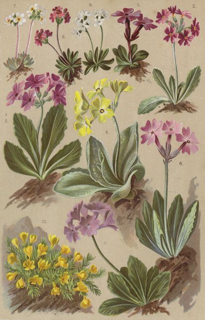 高山植物 作： European School